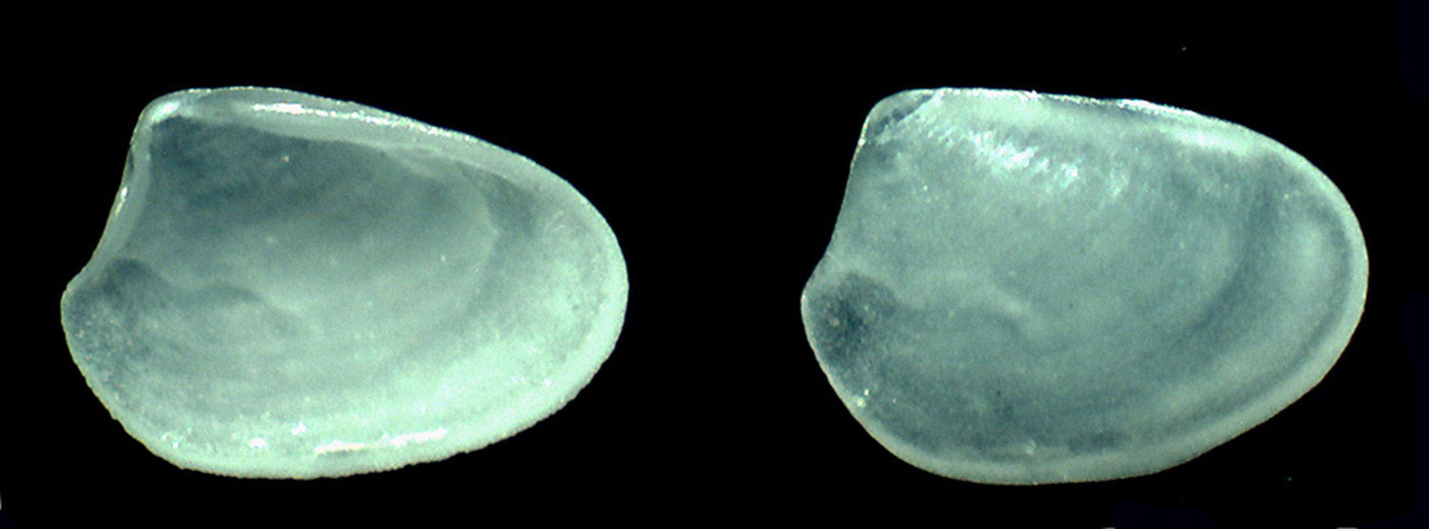 juvenis di Thracia da identificare